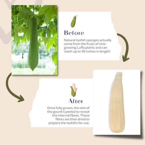 Eco Bath London Eco Bath London Home Grown Natural Loofah - Premium Exfoliating Bath Sponge, Shower Puff, and Body Scrubber for Smooth, Radiant Skin (25\")