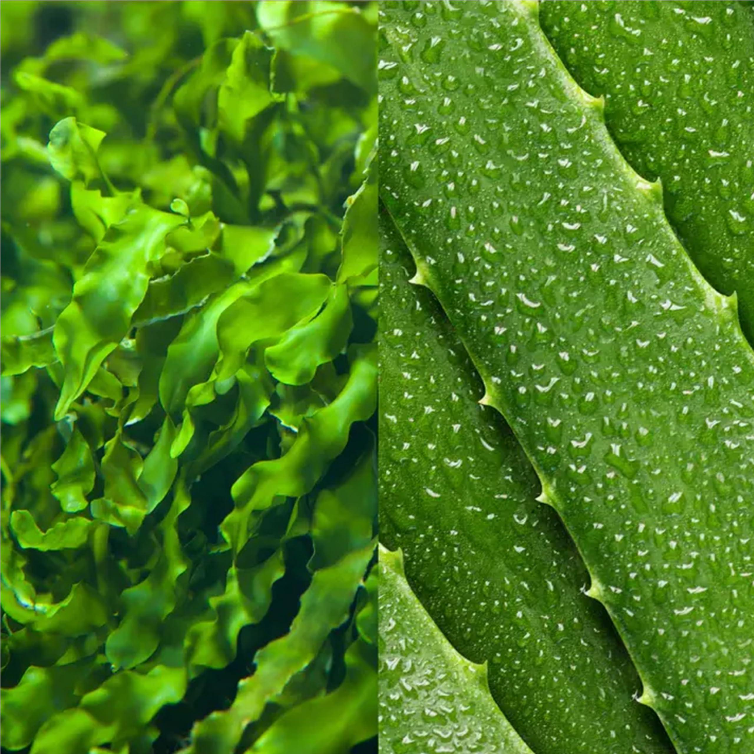 Mario Badescu Mario Badescu Seaweed Cleasing Lotion for Combination, Dry and Sensitive Skin |Facial Toner that Clarifies and Replenishes |Formulated with Witch Hazel & Bladderwrack Extract| 16 FL OZ