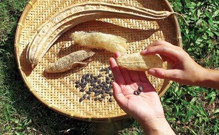 GNR Threesome Ridge Ground Fiber Natural Loofah, 4 Pieces Family Pack