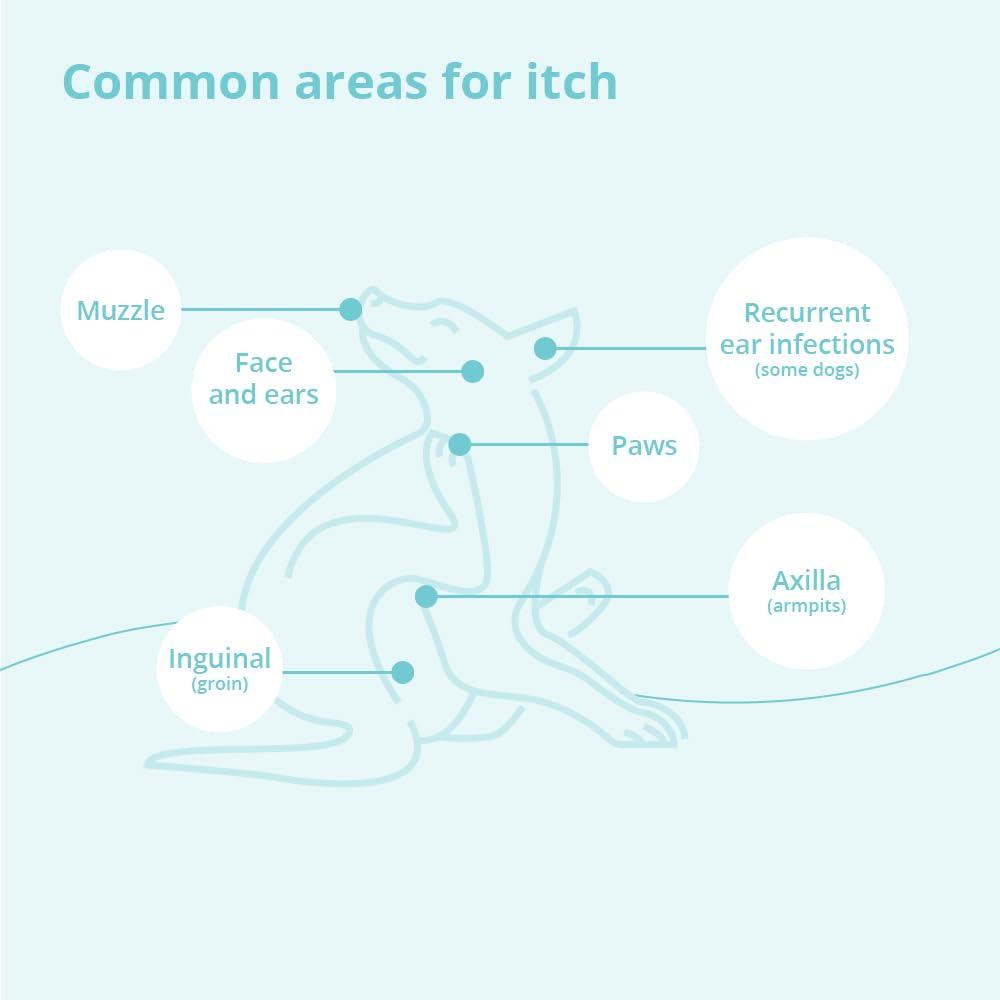 DermaBenSs DermaBenSs Shampoo for Dogs, Cats and Horses, 12 Ounce