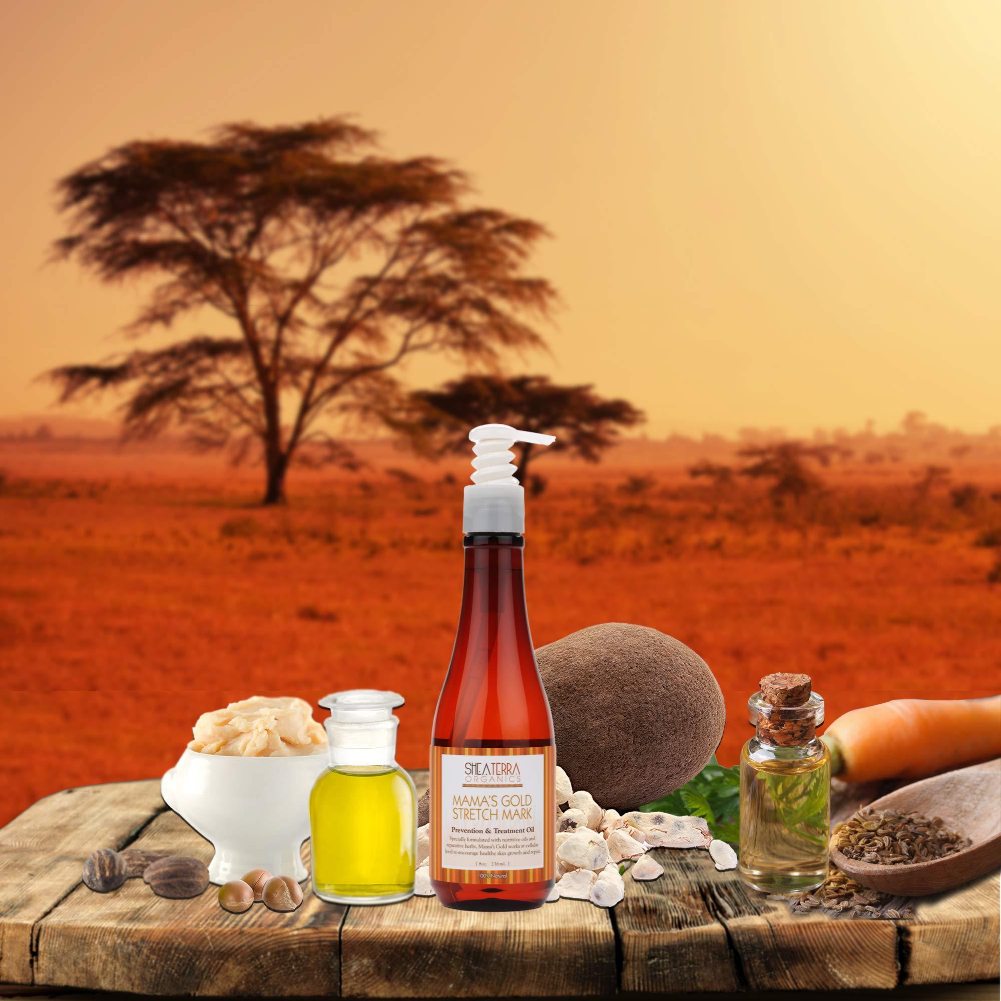 Shea Terra Organics Shea Terra Organics Mama and Baby Collection | Mamas Gold Stretch Mark Wonder Oil| Non Toxic All Natural Maternity & Postpartum Belly Oil for Stretch Marks Prevention & Cellular Skin Repair 8oz