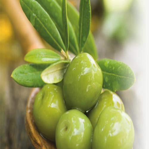 Cucina Fruits & Passion Coriander and Olive Tree Hand Soap 200ml and Nourishing Hand Butter 60ml