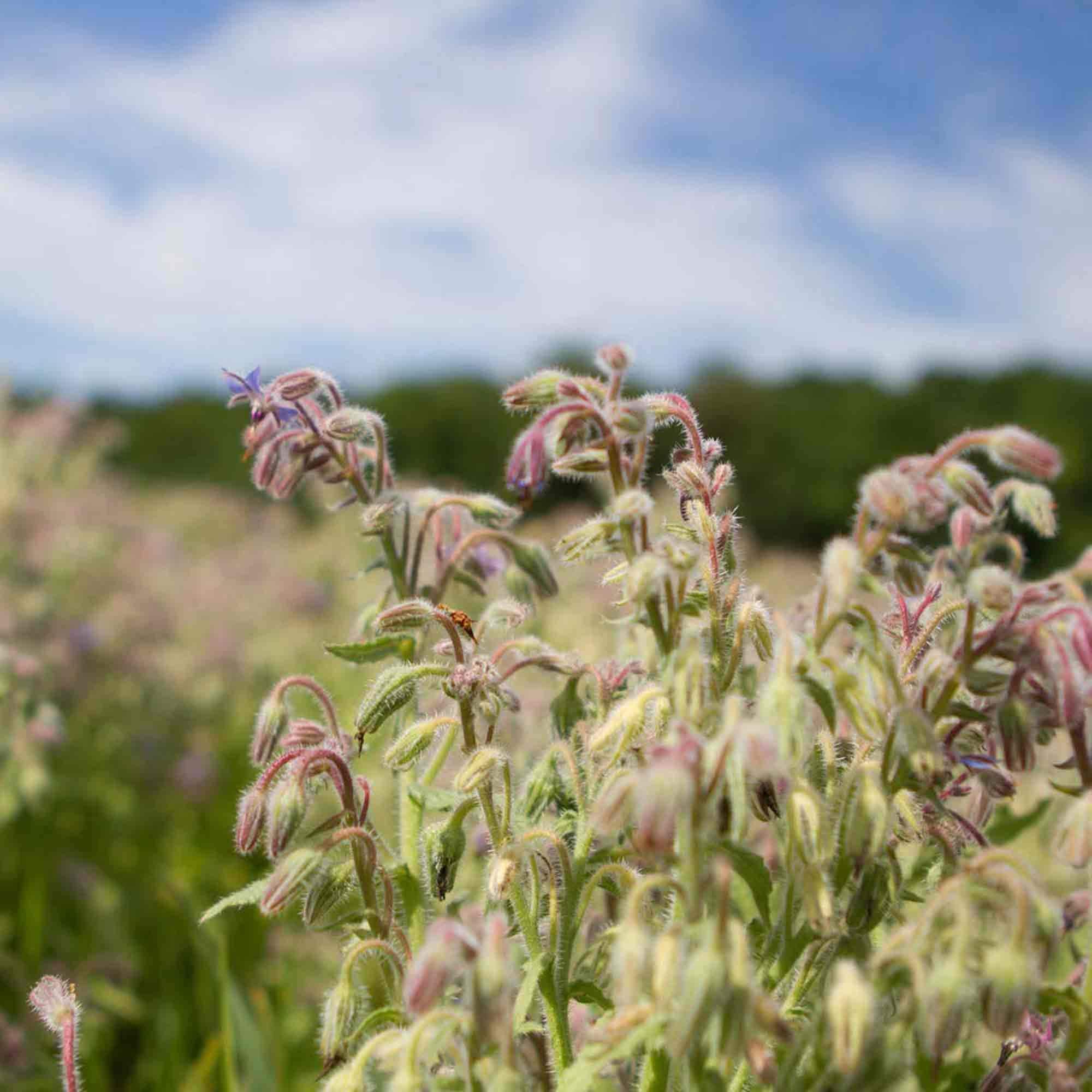 Vivaplex Vivaplex, 12, White, 4 oz Cosmetic Jars, with Inner Liners and Dome Lids
