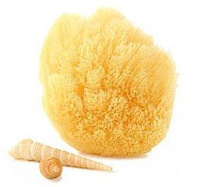 Touch Me Premium Quality (5"-6") Natural Ocean Real Sea Sponge Best Value (4)