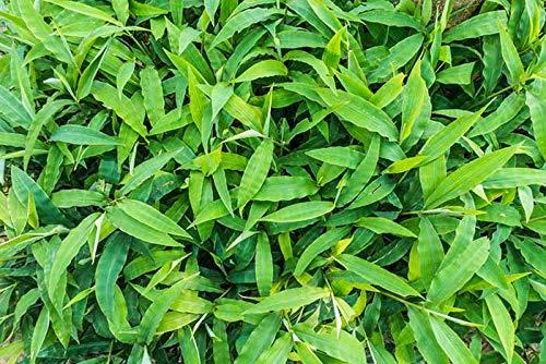 Arunkriss Herbs Arunkriss Herbs The Repair Grass 10 Teabags Tightening Natural Herb Firming and Repair for Women