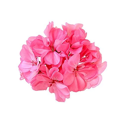 HennÃ© Organics Henné Organics Luxury Hand Cream - Natural Skin Moisturizer - Blomma (Floral)