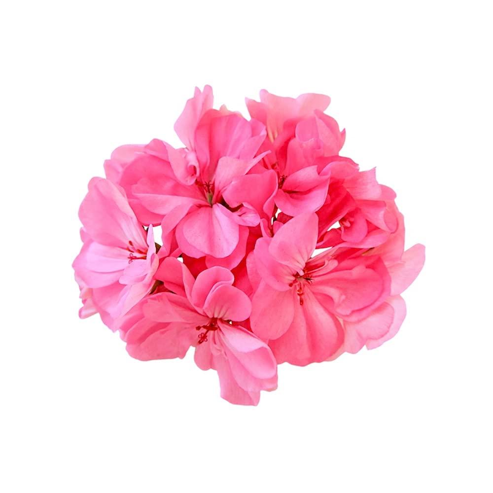 HennÃ© Organics Henné Organics Luxury Hand Cream - Natural Skin Moisturizer - Blomma (Floral)