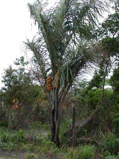 Paris Fragrances Tucuma Butter - 64 Oz (4 lb) - 100% Natural Unrefined