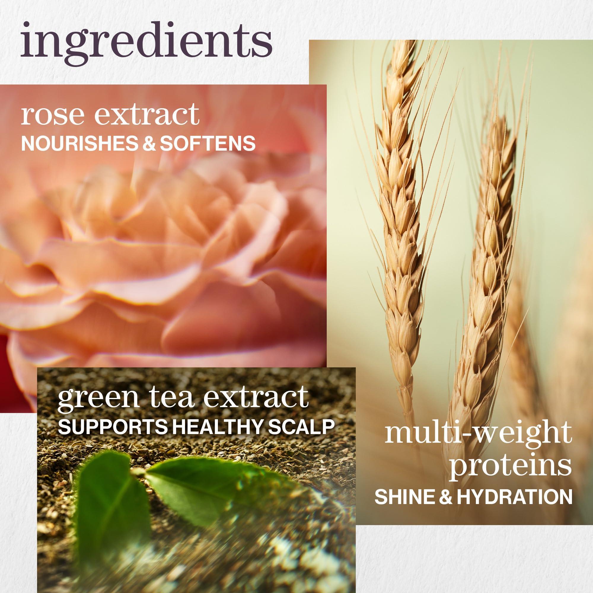 Pureology Pureology Hydrate Moisturizing Shampoo | Softens and Deeply Hydrates Dry Hair | For Medium to Thick Color Treated or Natural Hair | Sulfate Free Shampoo | Vegan