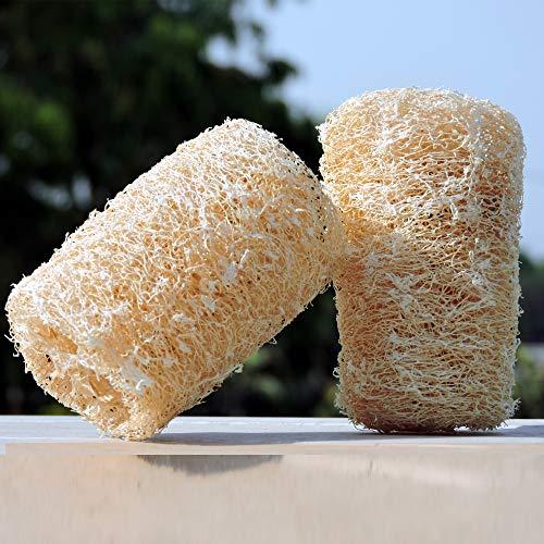 HealthGoodsIn HealthGoodsIn - Organic Loofa Natural Bath Sponge, Set of 2 Exfoliating Bath Sponge Scrubber | Naturally Grown Loofah (Set of 2)