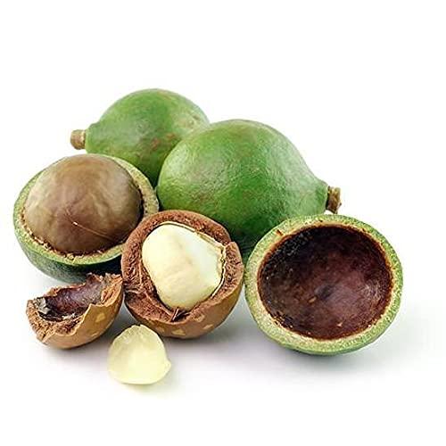 OPO Tamanu Oil - Pure, Uncut, Unrefined, Non-GMO, Cold Pressed, Nut Carrier Oil for Skin, Hair, Nails, Body, Face, DIY, Cosmetic - 16 oz - Hydrating, Moisturizing