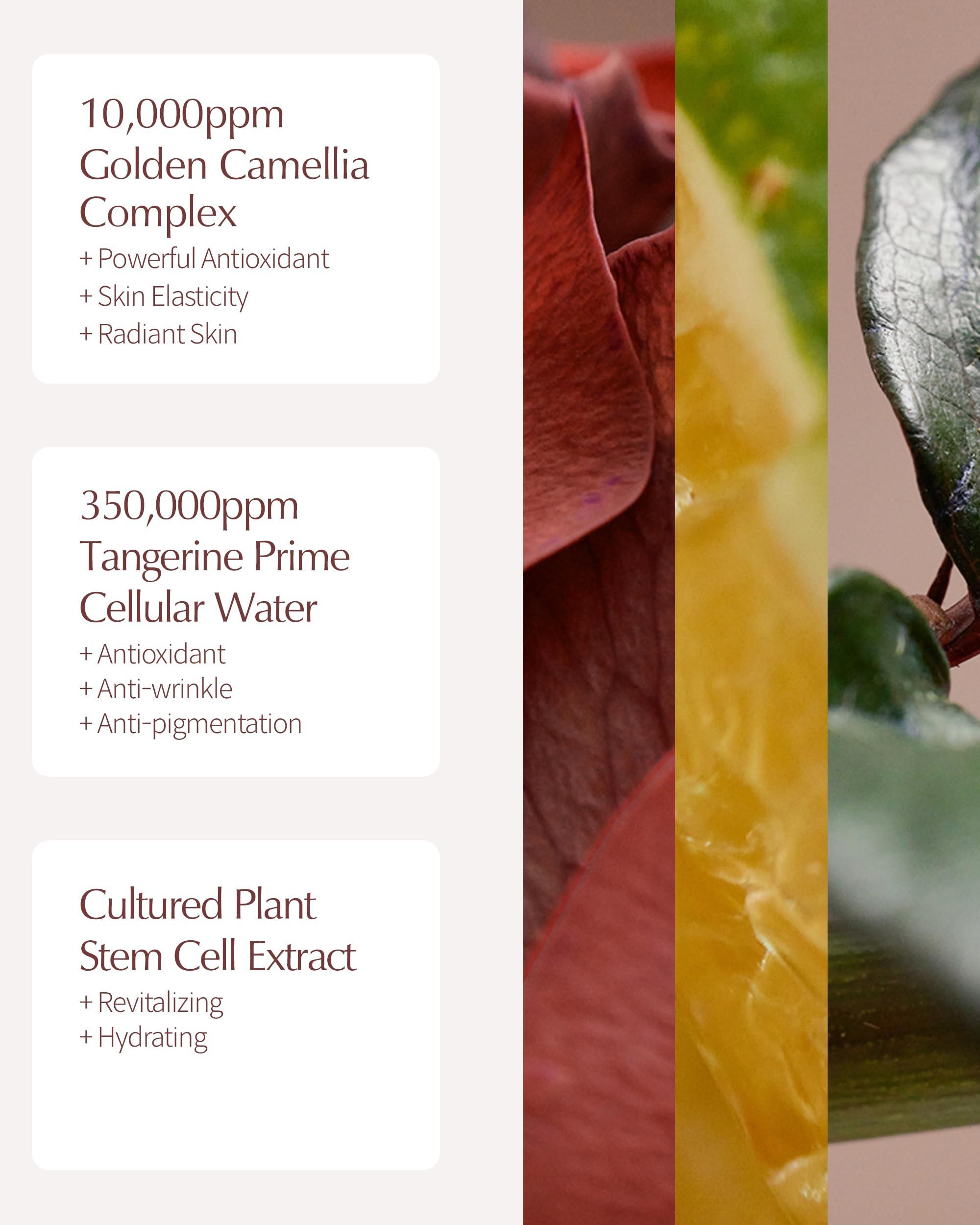 LBB CELL BEAUTY LBB All Day Care In Lotion - Vegan Antioxidnat Face Lotion - 100h Lasting Moisturizing, Radiant and Elastic Skin - Tangerine Cellular Water, Golden Camellia, Peptides, 1.69 oz.