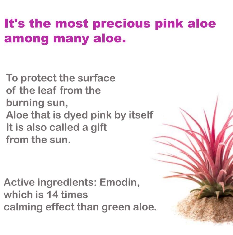 BJEWEL BJEWEL Pink Aloe PHA Gel Foam Cleanser