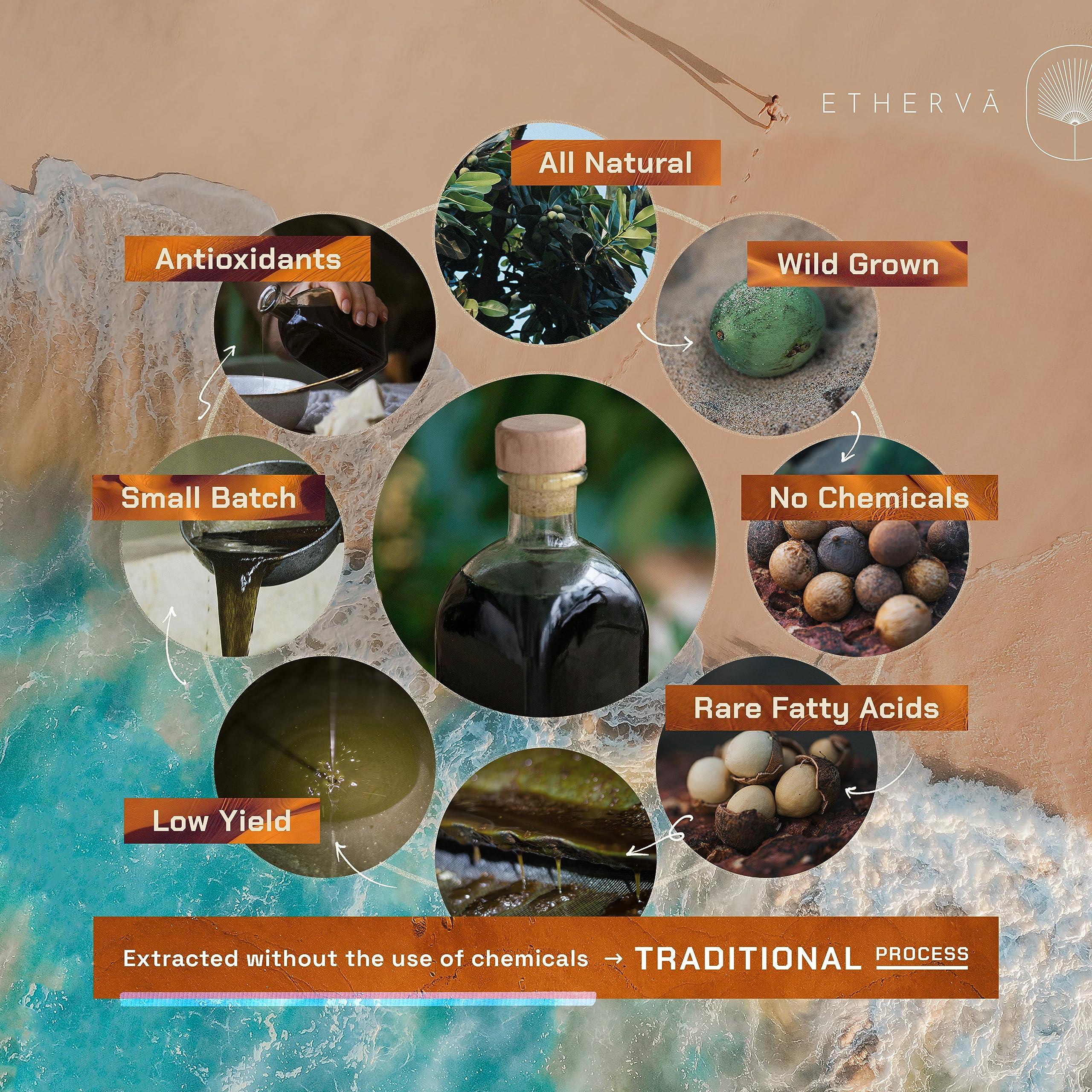 ETHERVA ETHERVA Cold Pressed Tamanu Oil | Bulk DIY Pack | Unrefined, Raw, Wild Grown Organic Tamanu Seeds | Vegan | Carrier Oil For Skin, Body, Scalp, Hair | For Whipped Creams | Glass Bottle 17.5 Fl Oz