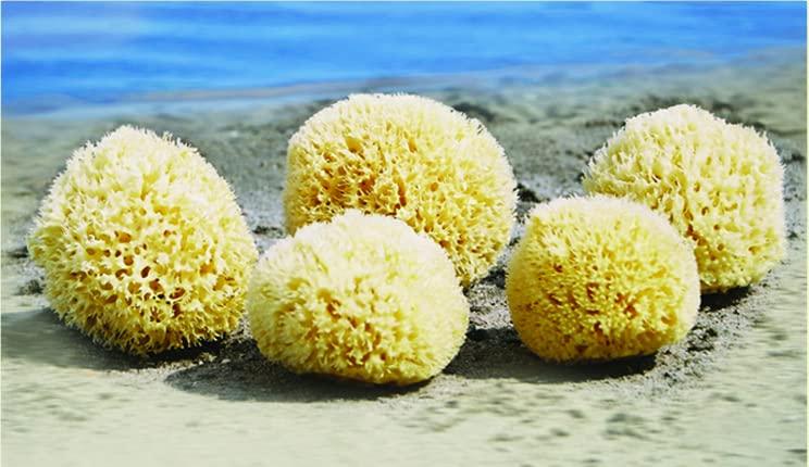 Croll & Denecke Croll & amp; Denecke Naturschwamm P130 Premium