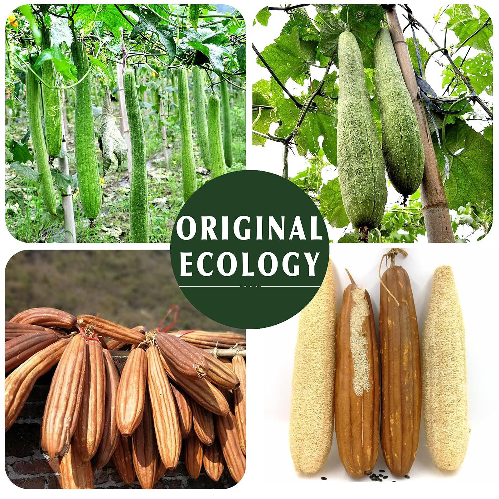 YIQINGJIE Natural Loofah Sponge Exfoliating(4 Packs),Made with Eco-Friendly and Biodegradable Shower Luffa Sponge, Loofah for Women and Men, Brown