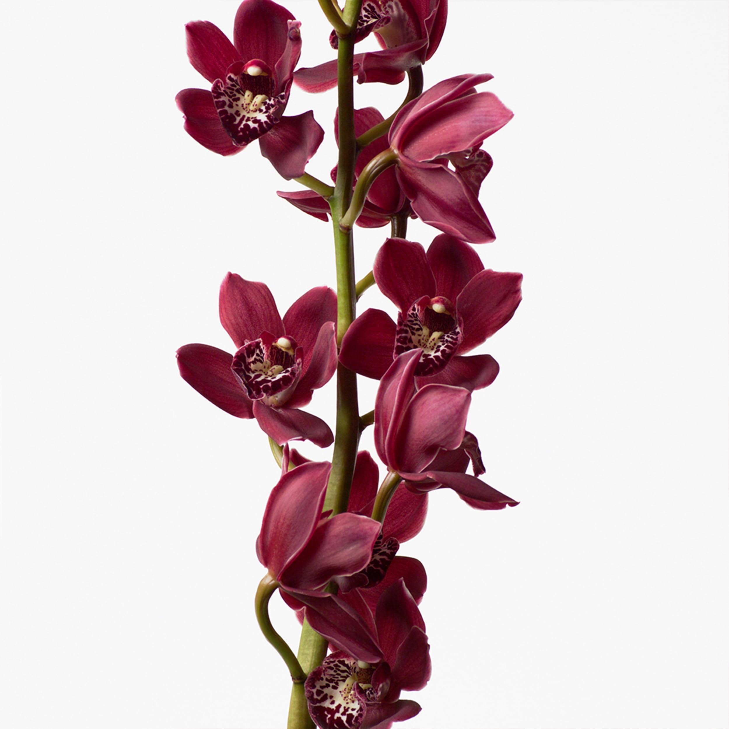 Calvin Klein Calvin Klein Euphoria Body Lotion With Notes of Pomegranate, Black Orchid, Lotus Blossom & Mahogany Wood 6.7 fl oz.