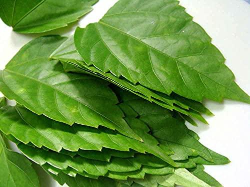 Foodherbs FOODHERBS Hibiscus Leaf Powder | 200 gms/0.44 lbs | Natural Hair Conditioner and Growth Promoter | Prevents Premature Graying and Hair Fall | Ideal for Homemade Shampoo
