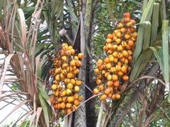 Paris Fragrances Tucuma Butter - 64 Oz (4 lb) - 100% Natural Unrefined