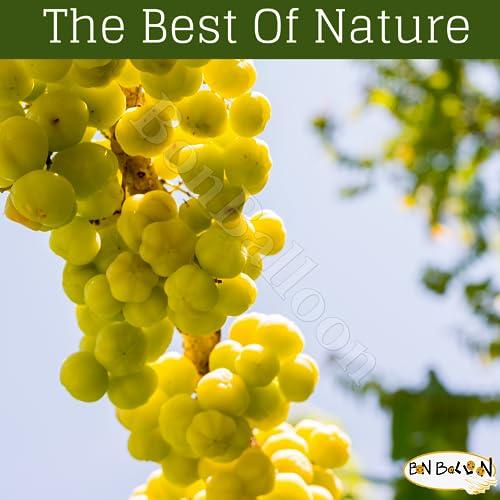 bonballoon Elhawag Alamlag Phyllanthus Oil Pure & Natural Cold Pressed Al Hawaj El Hawag Concentrated & Crude Perfect Fresh It Has Many Uses For Food Hair Skin Body (1 Pack = 1 oz / 30 ml)