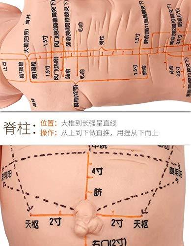 ZHONGJIUYUAN ZHONGJIUYUAN Acupoint and Trigger Point Babies Mannequin children Model 20inch Child Massage Study