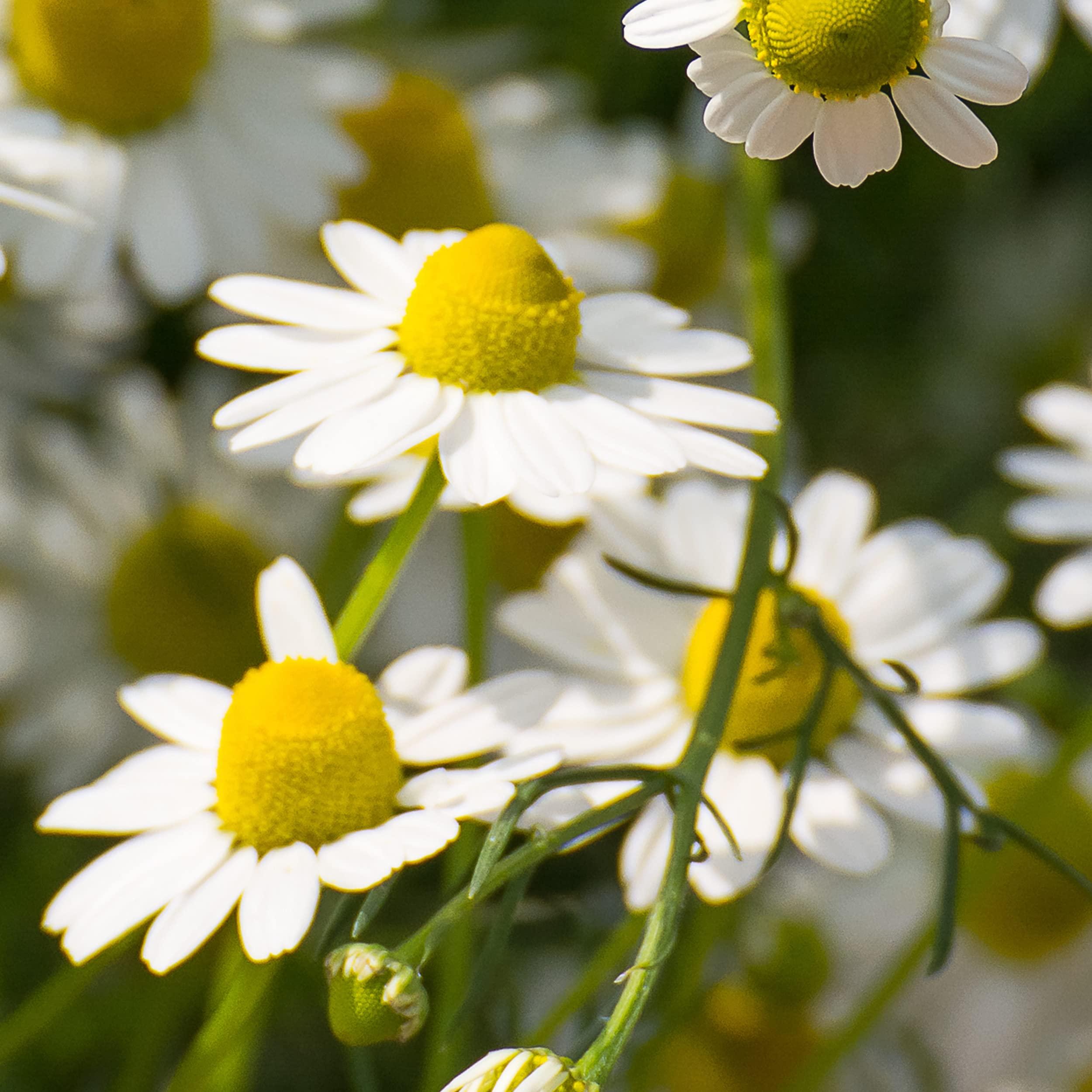 Herbal Essences Herbal Essences Shine Collection Shampoo, 29.2 fl oz (Pack of 2)