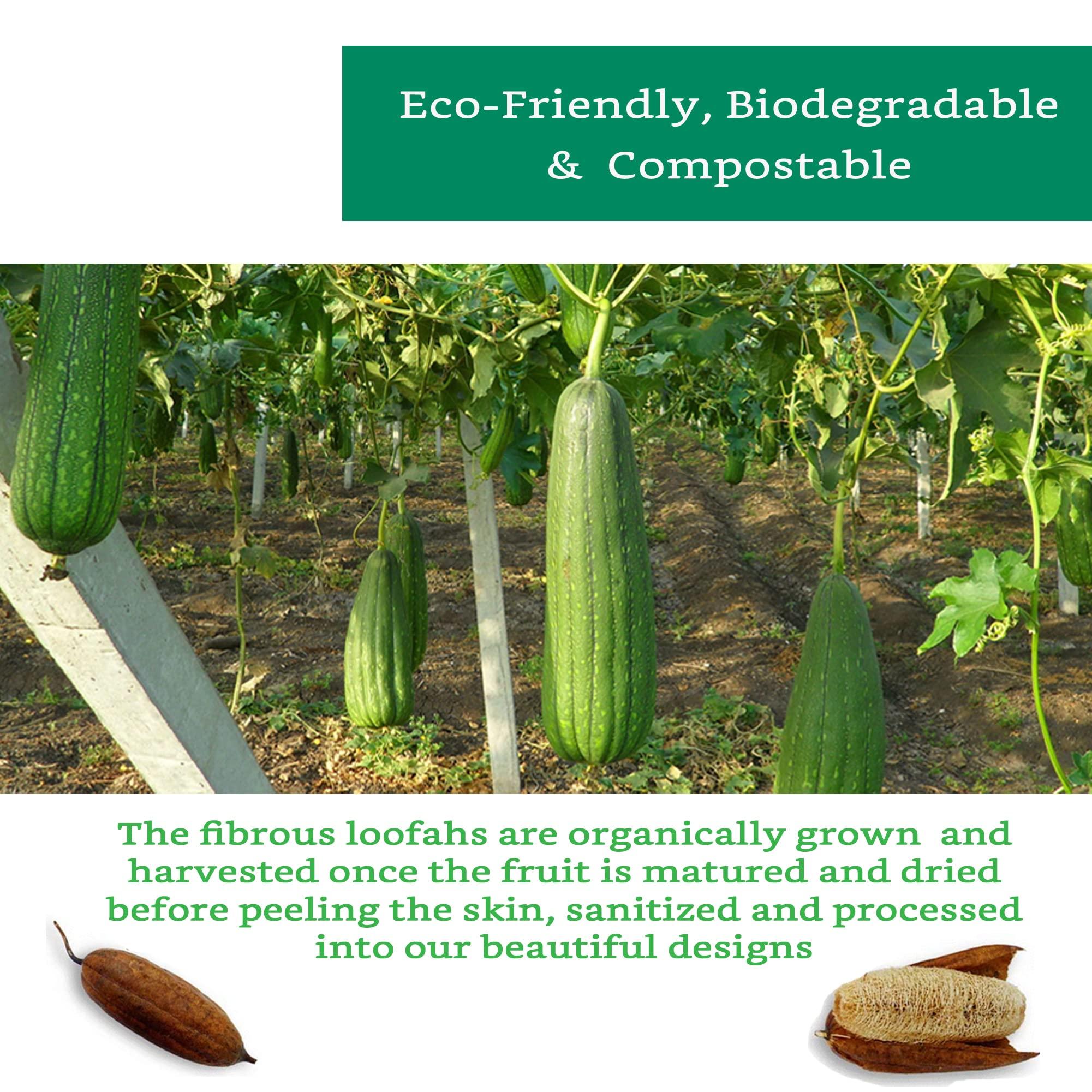 LooLife Natural Loofah Exfoliating Sponge (4 Pack) - Loofa Exfoliating Body Scrubber - Biodegradable Organic Loofah Sponge - Shower Luffa Sponges - Shower Lufa - Estropajos para el Cuerpo