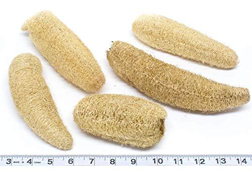 GNR Threesome Ridge Ground Fiber Natural Loofah, 4 Pieces Family Pack