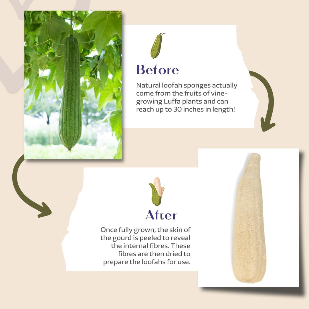 Eco Bath London Eco Bath London Home Grown Natural Loofah - Premium Exfoliating Bath Sponge, Shower Puff, and Body Scrubber for Smooth, Radiant Skin (25\")