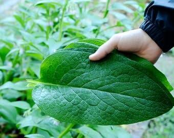 Earth Elements Organics Organic Comfrey Oil Raw, Infused, Pressed Herbal Oil. Comfrey Leaf, Sunflower Seed Oil 4 fl.oz.