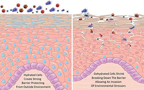 AminoGenesis AminoGenesis Therapeutic Facial Repair w/SYTHE'6 1.7 oz Anti Aging, Moisturizer, Peptide, Amino Acids, Collagen, Elastin, Wrinkle, Dark Spot, Dry, All Skin Type Cream, Skin Renewing