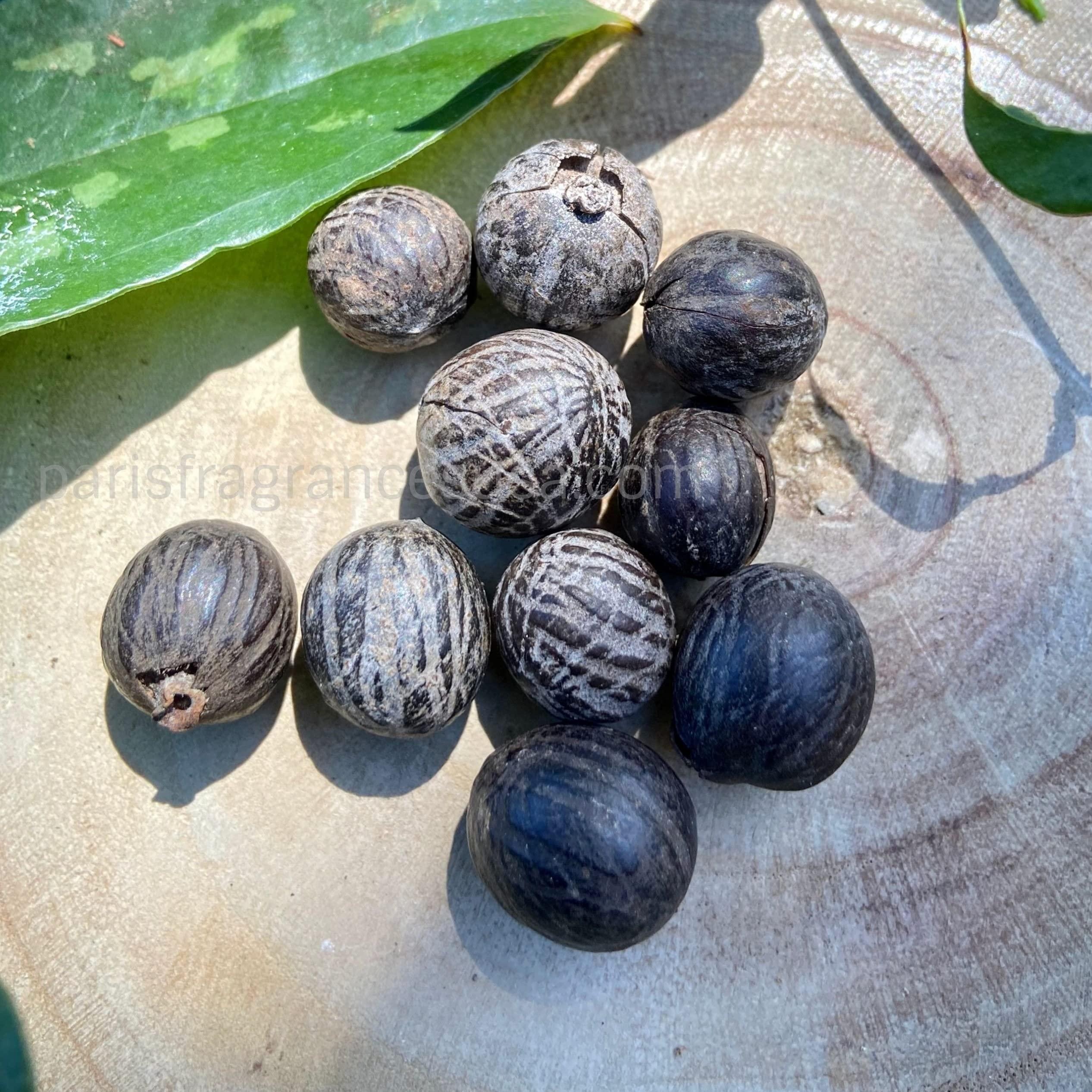 Paris Fragrances Five Oils Set for Hair Care - 2 oz each - Argan Oil + Brazil Nut Oil + Ojon Oil + Pataua Oil + Pracachy Oil