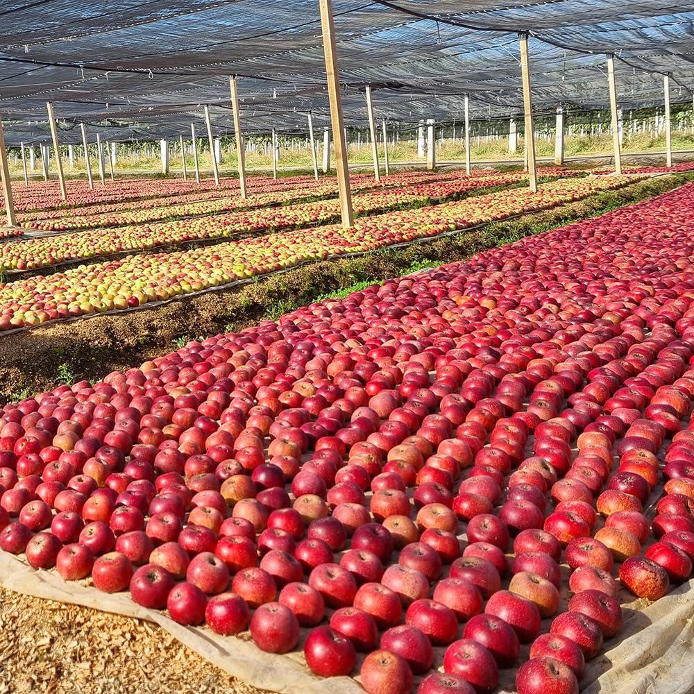 Bnature\'s Annurca Rich Hypoallergenic Hair Loss Relief Shampoo with Anuka Apple Extract. 16.23 FL OZ. Sensitive Scalp Care and Cleansing