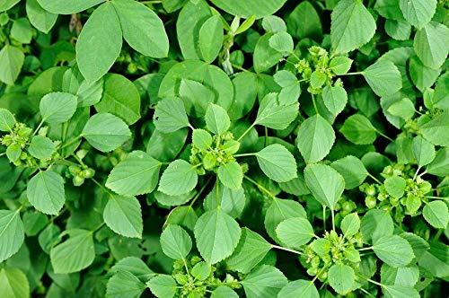 Neotea Neotea Acalypha Indica Powder | Indian Acalypha | Indian Mercury | Indian Copperleaf | Indian Nettle | Three-seeded Mercury | Kuppaimeni - 300 Grams