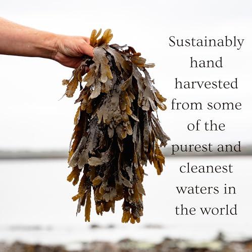 Ishga Ishga Anti-oxidant Marine Face Cream | Natural & Organic Skincare | Scottish Seaweed | Vegan, Cruelty-Free | Macadamia, Aloe Vera | 1.01fl oz (30ml)