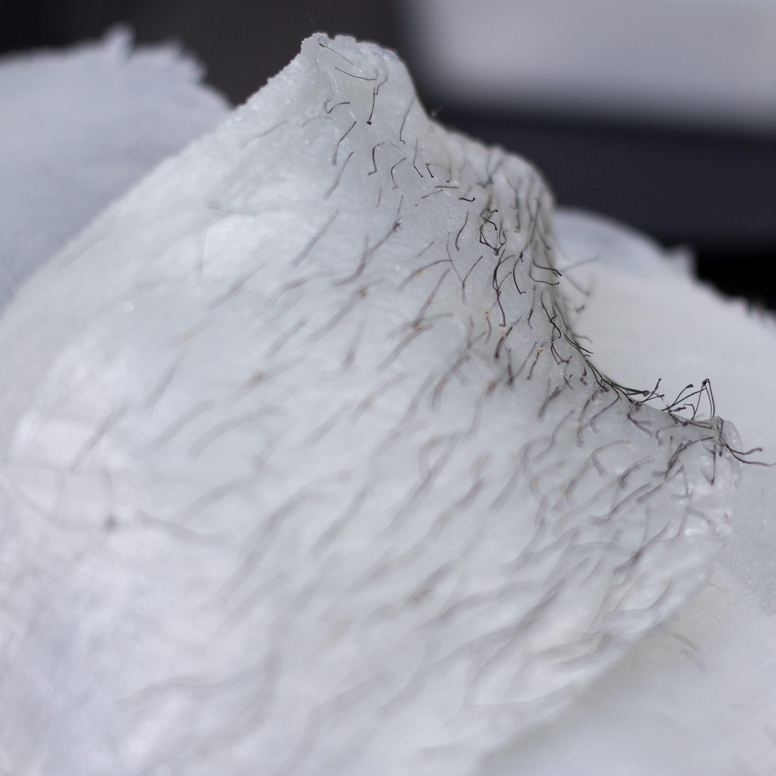 Nova Wax NOVA Wax 1000g (2.2lb) Hard Waxing Beads for Painless Hair Removal, Perfect for Brazilian, Bikini, Face, Legs, Underarm, Back, and Chest - Ideal for Sensitive Skin – Original Floral Scented Formula