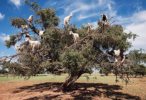 US Organic US Organic Moroccan Argan Oil, Cold-Pressed Virgin, USDA Certified, 100% Pure, Unrefined, for Hair, Skin, Nail & Cuticle Care, in Amber Glass Bottle, Sourced from Morocco (4 oz (Large))