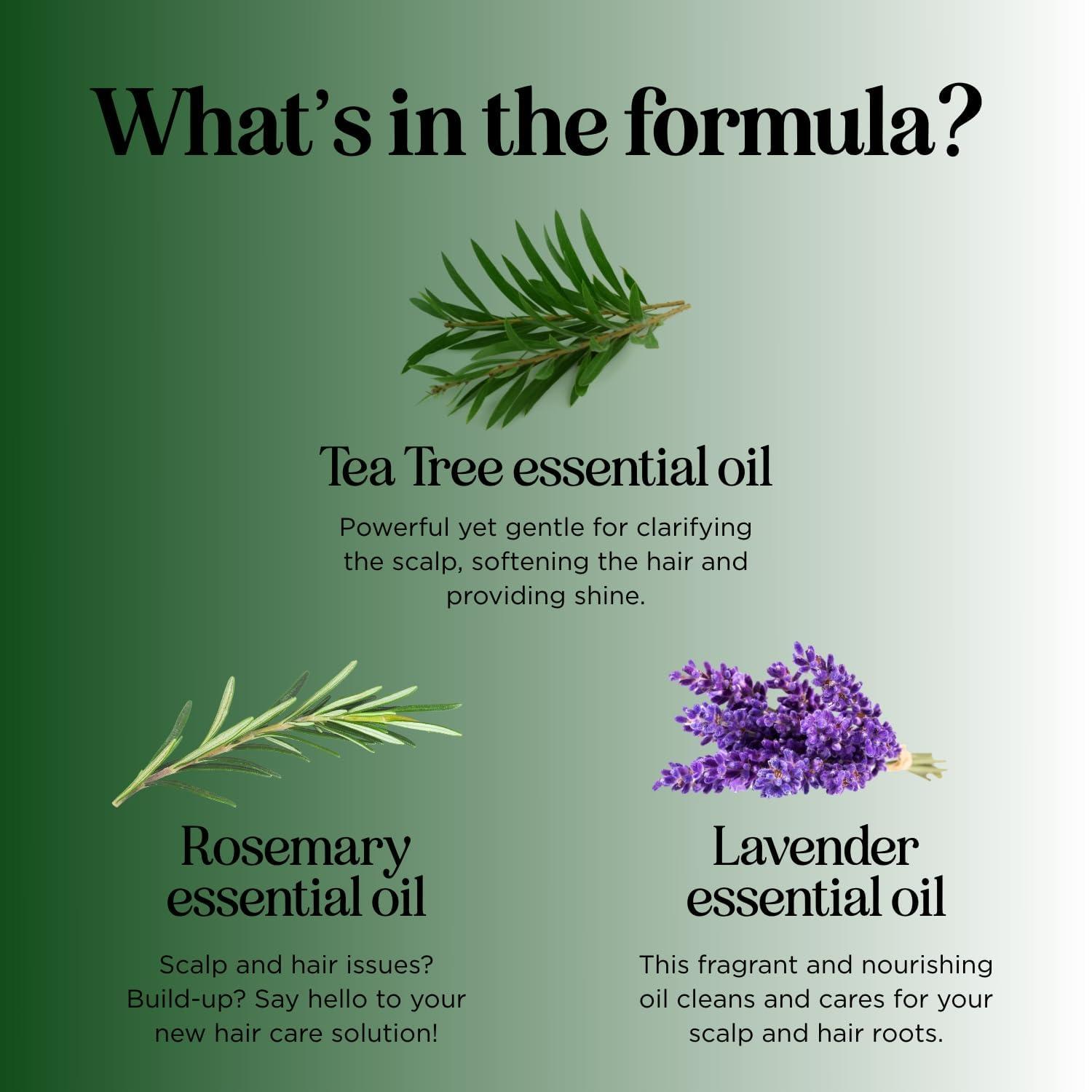 Maple Holistics Tea Tree Shampoo and Conditioner Set - Sulfate Free Clarifying Shampoo and Conditioner for Oily Hair & Scalp Care with Australian Tea Tree Oil - Complete Dry Scalp Treatment for Build Up (25 Fl Oz)