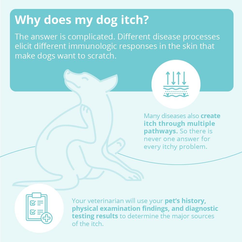 DermaBenSs DermaBenSs Shampoo for Dogs, Cats and Horses, 12 Ounce