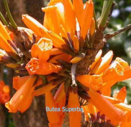 2-HUM 2-HUM Anti-wrinkle Serum, standard