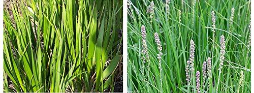 FRANCOISE FRANCOISE: 100% Volufiline Ampoule 10ml(0.3oz) France SEDERMA : For tightening FACE and body, Improve Skin Elasticity, Wrinkle Improvement.