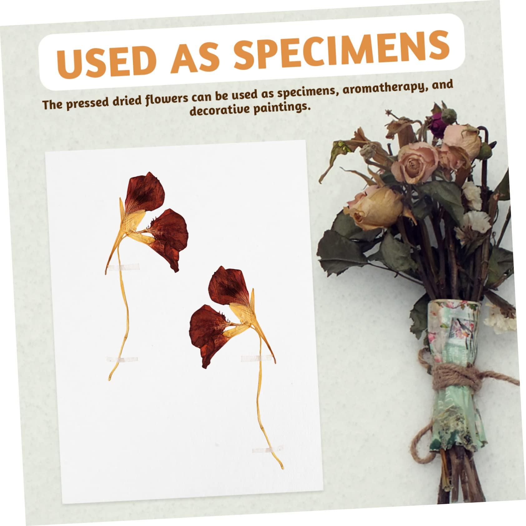 minkissy minkissy Diy Dried Flower Press Board Set 6pcs Blotter Paper Herbarium for Flower Pressing Art Craft