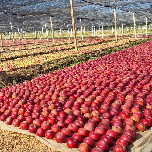 Bnature\'s Annurca Rich Hypoallergenic Hair Loss Relief Shampoo with Anuka Apple Extract. 16.23 FL OZ. Sensitive Scalp Care and Cleansing