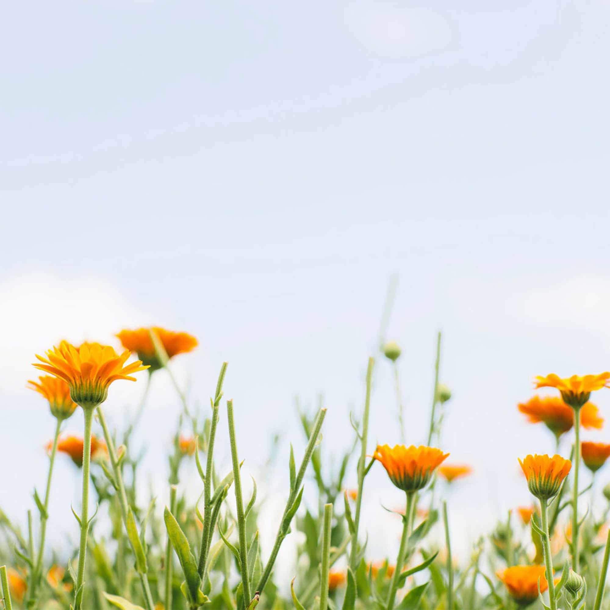 Tata Harper Tata Harper Retinoic Nutrient Face Oil, Nourishing Face Oil, Botanical Retinol Alternatives, Natural Skincare, 30ml