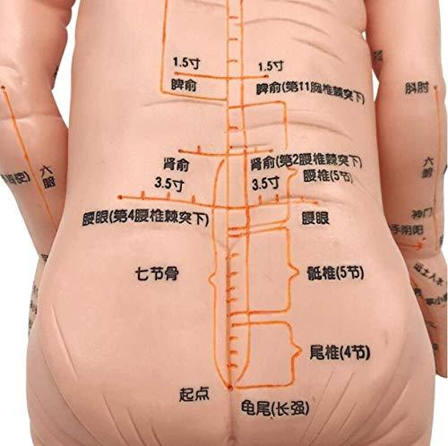 ZHONGJIUYUAN ZHONGJIUYUAN Acupoint and Trigger Point Babies Mannequin children Model 20inch Child Massage Study