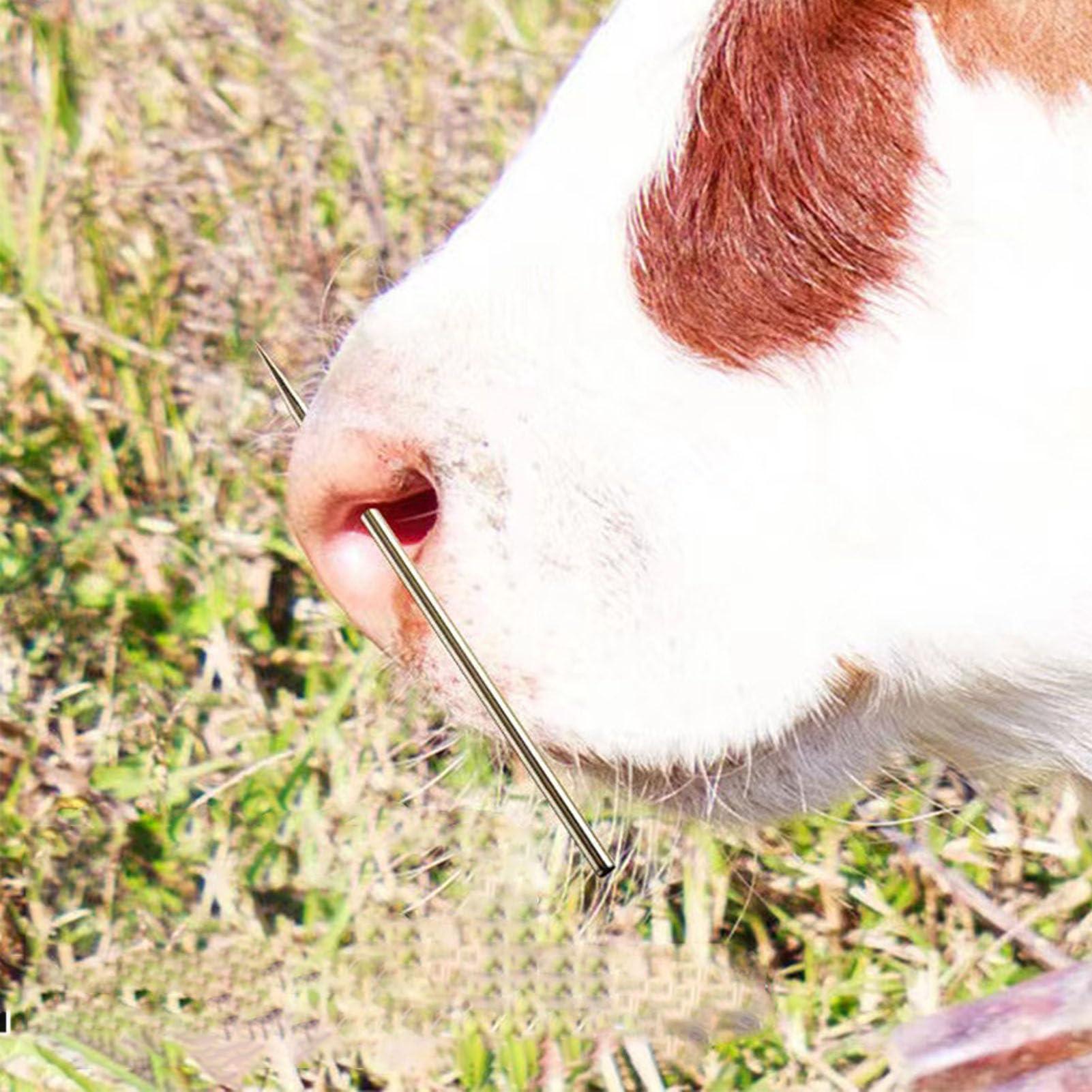 MAVIS LAVEN Cow Nose Piercing Needle, 304 Stainless Steel Cattle Nose Piercing Needle with Hole for Farm Home Cattle Nose Piercing (M)