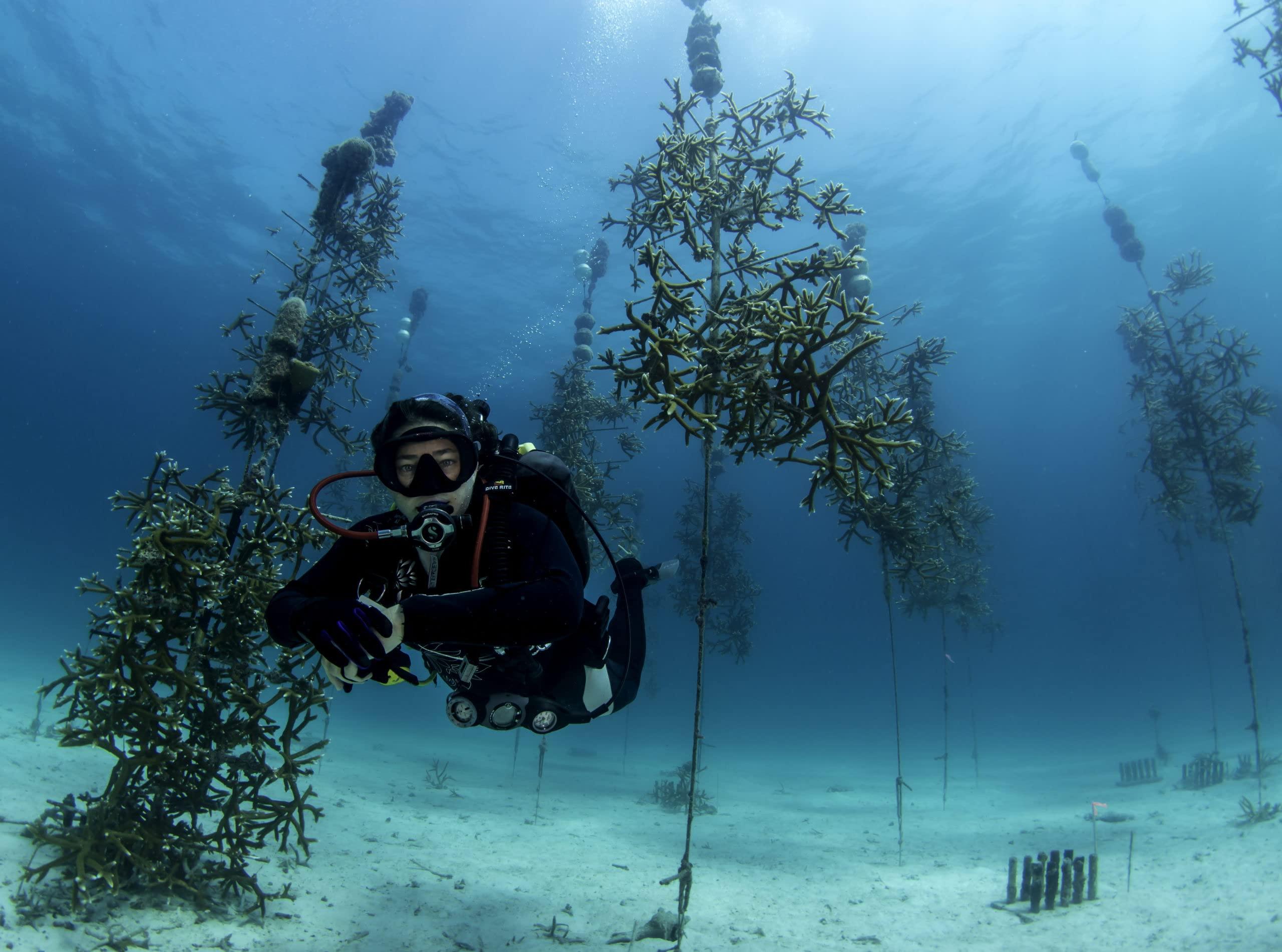 STREAM 2 SEA STREAM2SEA EcoStick SPF 35 Mineral Sunscreen Stick, Sweat Water Resistant Sunblock, USDA Approved Biodegradable Paraben Free Reef Safe Sunscreen Protection Against UVA UVB (EcoStick Tint) - 0.5 oz