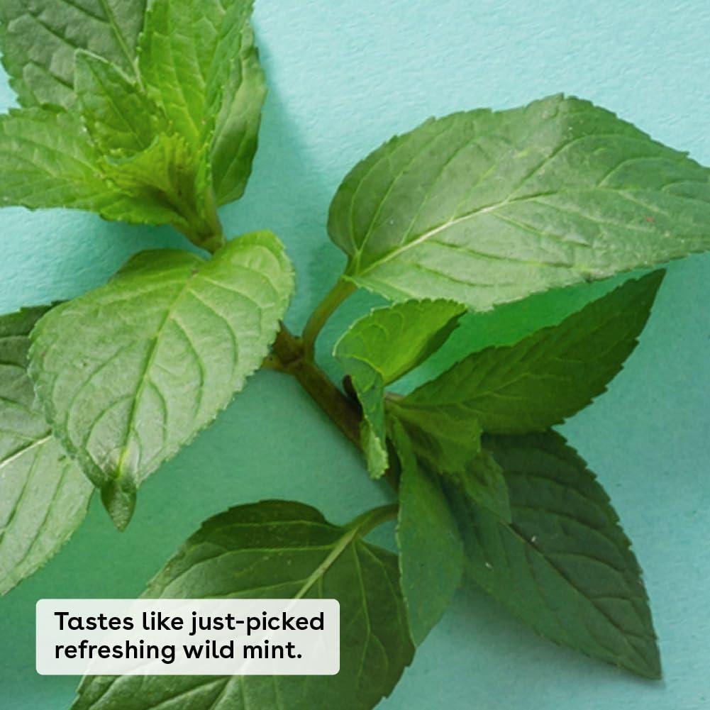 eos eos 100% Natural & Organic Lip Balm- Sweet Mint, Dermatologist Recommended, All-Day Moisture Lip Care, 0.39 oz, Stick & Sphere