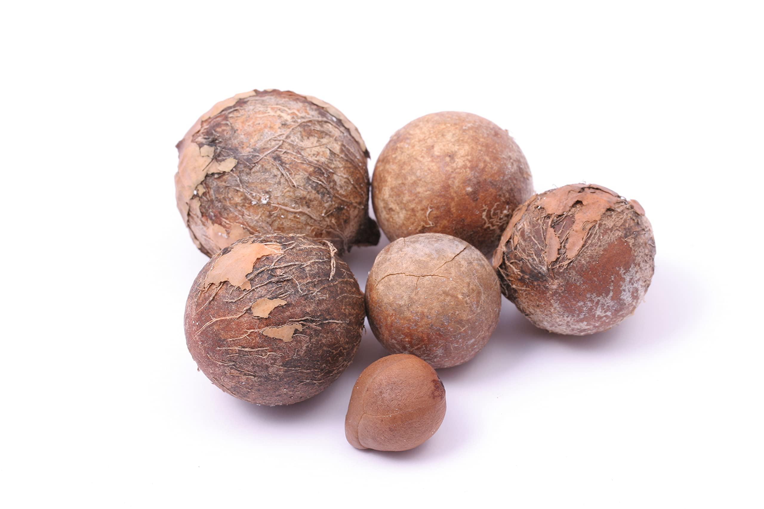 OPO Tamanu Oil - Pure, Uncut, Unrefined, Non-GMO, Cold Pressed, Nut Carrier Oil for Skin, Hair, Nails, Body, Face, DIY, Cosmetic - 16 oz - Hydrating, Moisturizing