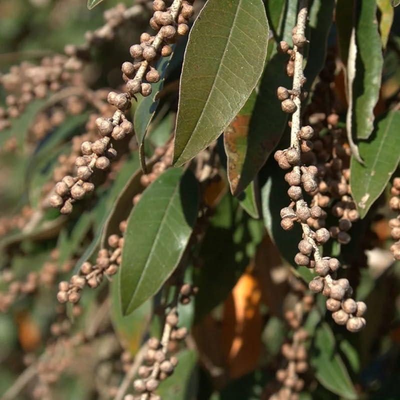 Guangzhou Baiyun District Iwu cross border e-comme Generic 50ml Layden Oil African Traditional Handmade Scalp & Hair Roots Strengthening Hot Oil, Yellow